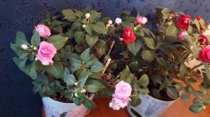 ВЕГЕТАТИВНЫЕ БАЛЬЗАМИНЫ " МУЗЫКА " В УСЛОВИЯХ ГОРОДСКОЙ  КВАРТИРЫ ?