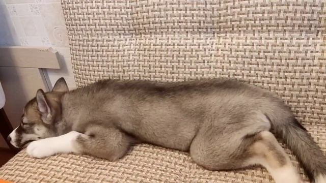 рассказ:" Как РЕЙ выбрал себе имя"! смотреть онлайн