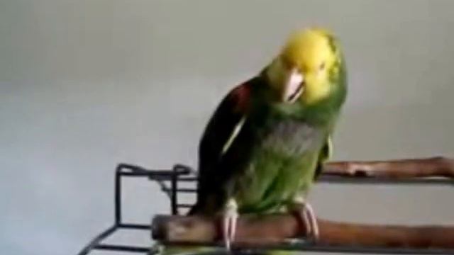 Плачущий и к тому же капризный попугай! смотреть онлайн