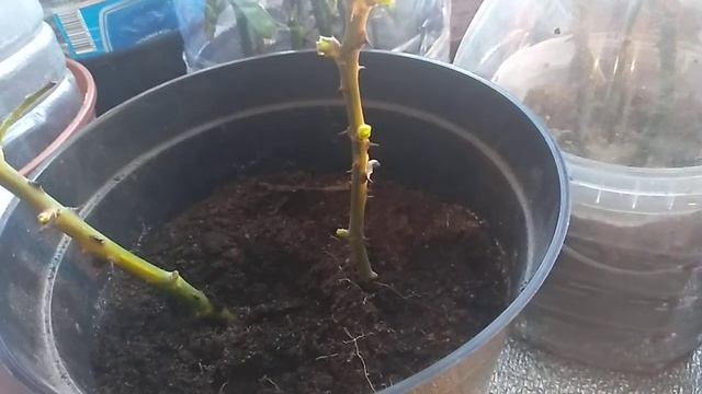 Черенки Роз.Почему они чернеют. смотреть онлайн