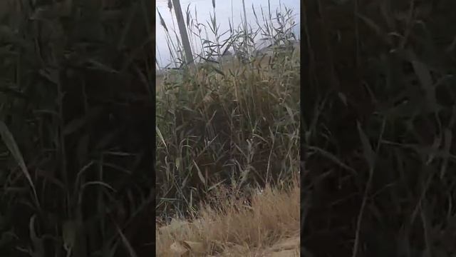 [Нетепичная дача]волга перевернулась смотреть онлайн