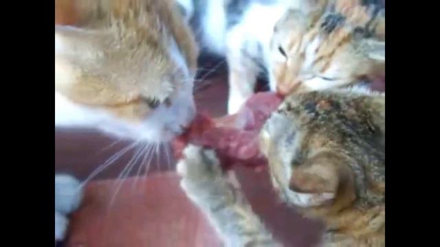 коты дерутся за куска мяса смотреть онлайн