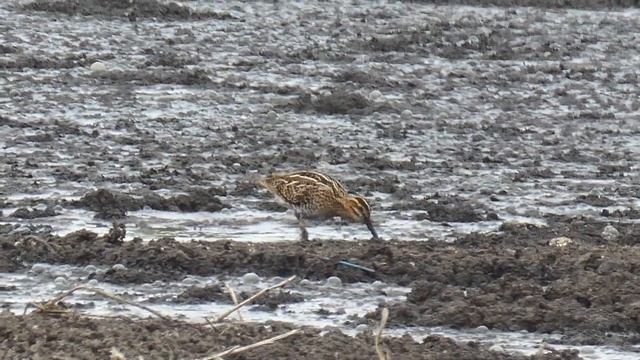 ПРОГУЛКИ С КУЛИКАМИ: Бекас / Common Snipe / Бакас