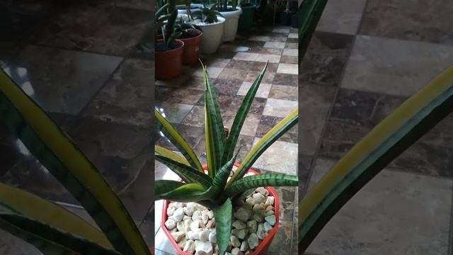 Sansevieria Parva 'Variegated'
