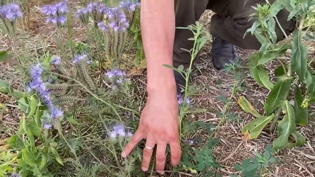 Фацелия привлекает полезных насекомых на поле смотреть онлайн