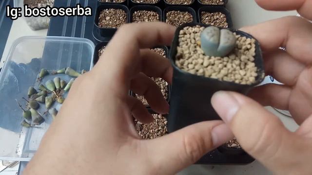 UNBOXING DAN TIPS MERAWAT TANAMAN LITHOPS PAKETAN YANG BARU BELI ONLINE смотреть онлайн