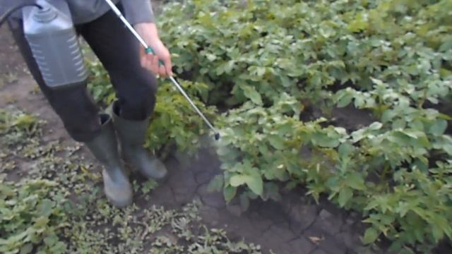Опрыскивание картофеля от колорадского жука.Spraying Potato From The Colorado Potato Beetle.