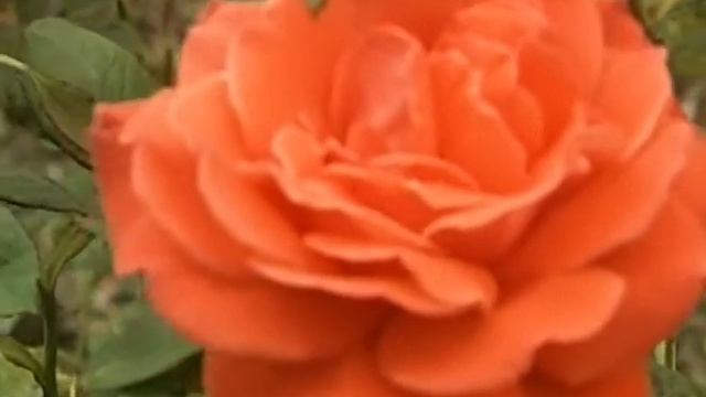 Розы в Сибири и на Алтае смотреть онлайн