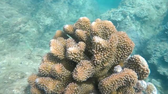 Подводный мир Yanui beach смотреть онлайн