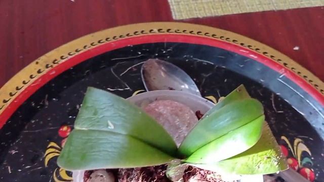 Полив орхидей. Пересадка орхидей. Подкормка орхидей. 11.06.2022???