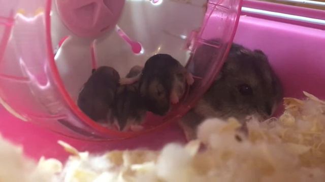 ЛилКсю показывает своих хомяков. Lil Ksu shows her hamsters. Животные Ксюши часть 1 смотреть онлайн