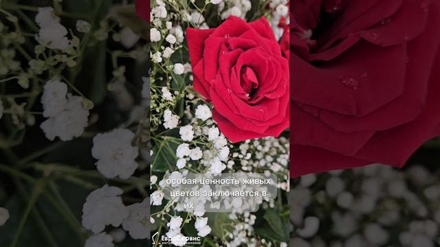 Живые цветы смотреть онлайн