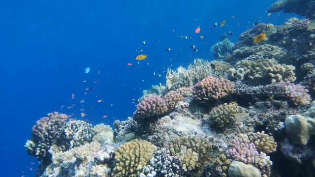 snorkeling at TUI Magic Life Kalawy 2019 смотреть онлайн