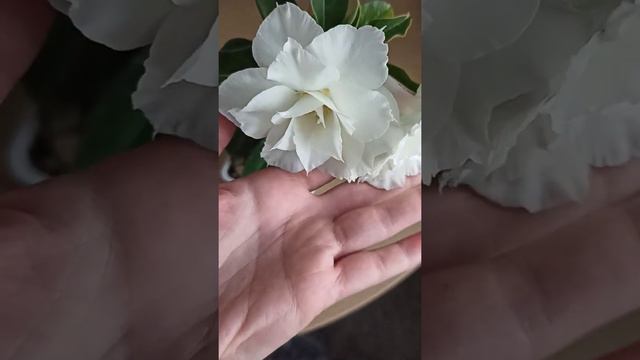 Адениум Белый дельфин(прививка) Adenium White Dolphin (grafted) смотреть онлайн