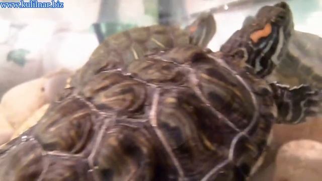 Тест макро видео Samsung PL210 / Test macro video Samsung PL210 смотреть онлайн