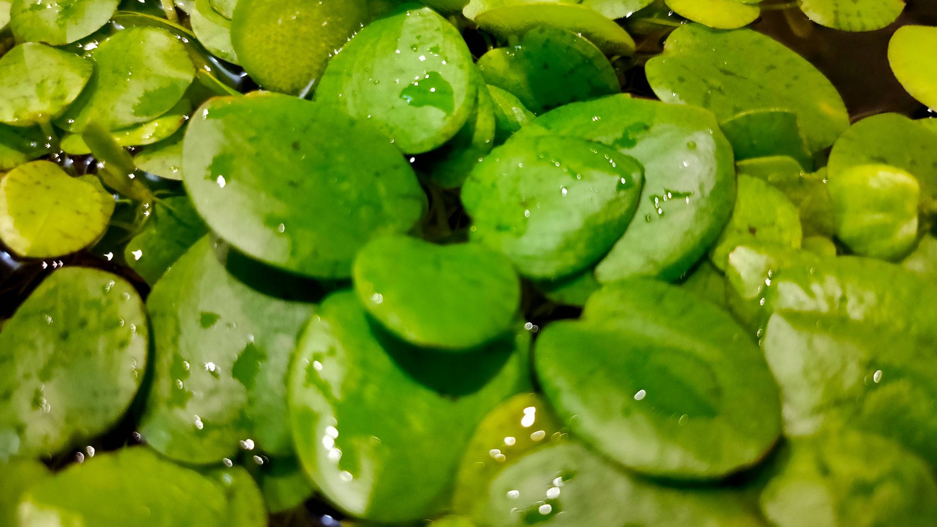 Аквариум с Гуппи отчёт 04.08.2024 г. Что нового. Новый звук. смотреть онлайн