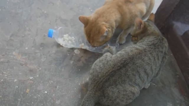 20.12.17. Индия. Гоа. Мои любимки. смотреть онлайн