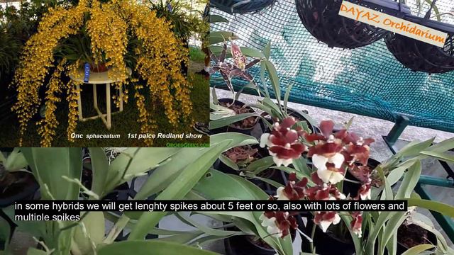 oncidium growing with english subtitle смотреть онлайн
