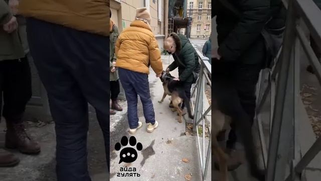 До слез - овчарку вернули хозяйке - искренние эмоции??? смотреть онлайн