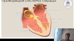 Физиология сердца | Нормальная физиология