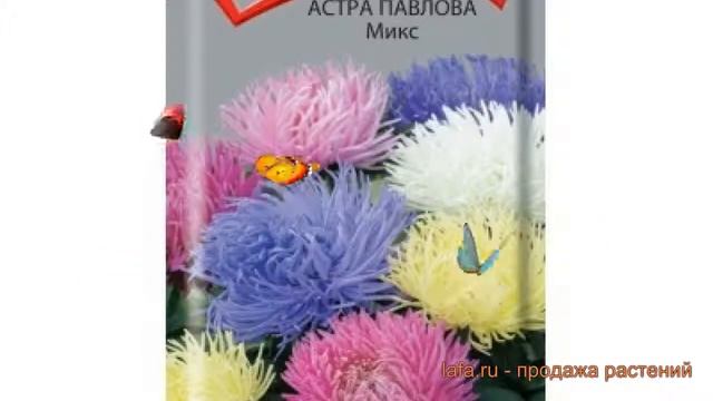 Астра обыкновенная Микс (miks) ? обыкновенная астра Микс обзор: как сажать, семена астры Микс смотреть онлайн