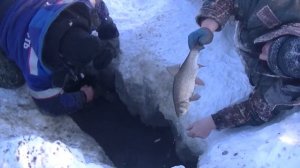 Замор Рыбы на Реке! Гора Язя с Одной Лунки!