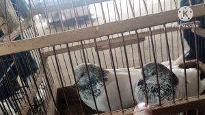 голуби Таджикистана рынок г Душанбе 22.01.23г конкретные Душанбинские голуби