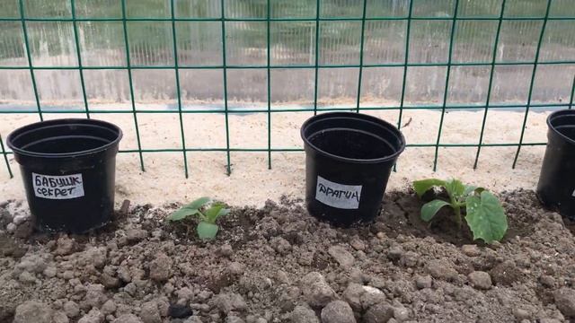 Смешанные посадки в теплице. Огурцы, томаты, перцы, арбузы и дыня на 12 метрах квадратных ? смотреть онлайн