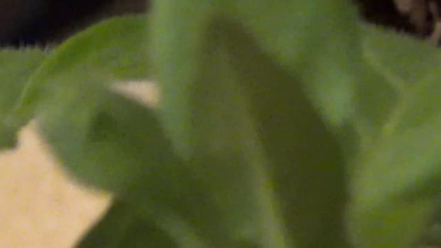 Прищипка петунии и калиброши, ВПЛ смотреть онлайн