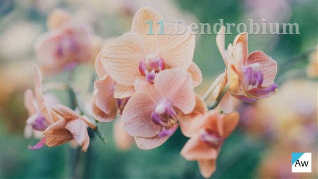 25 Most Beautiful Flowers In The World! смотреть онлайн