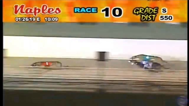 Mac's Trudeaux Wins 2019 National Greyhound Championship! смотреть онлайн