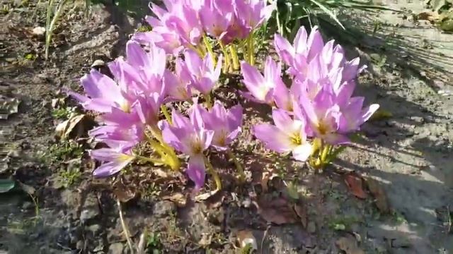 Безвременник - цветок вечной жизни? смотреть онлайн