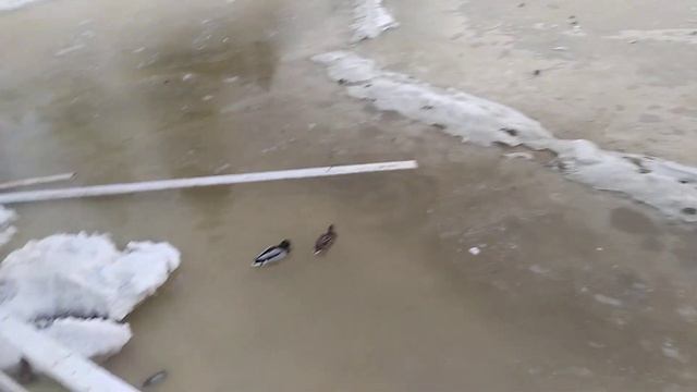 Утки, где зимовали?