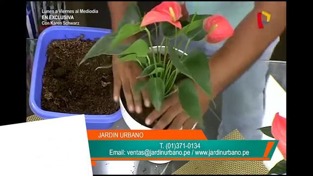 Aprende como cuidar de anturios смотреть онлайн