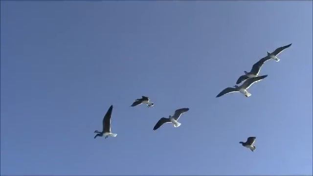 Остров Тобия/Кормим чаек/Папирусная фабрика смотреть онлайн