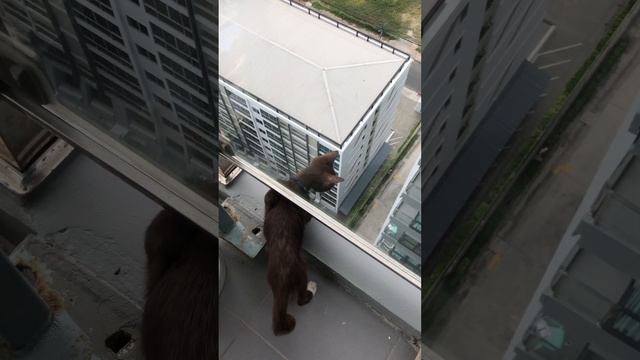 Are kittens afraid of height? смотреть онлайн