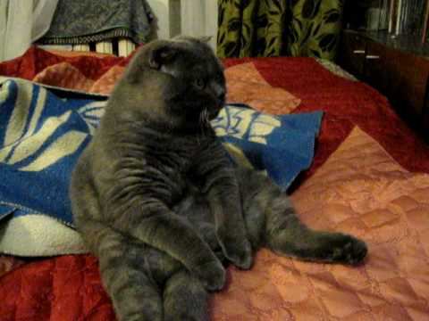 Cat Watches Scientific National Geographics Broadcast On TV