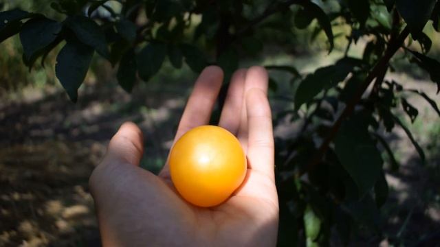 Слива Голден Плумза (Golden Plumza) - сигнальное плодоношение - Агро Сад смотреть онлайн