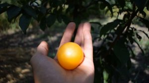 Слива Голден Плумза (Golden Plumza) - сигнальное плодоношение - Агро Сад