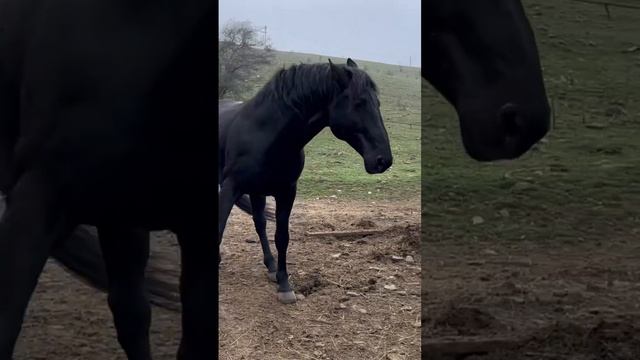 Жеребец ФАТХА Карачаевская порода #горы #животные #красота #лошади #тренды #дагестан #топ смотреть онлайн
