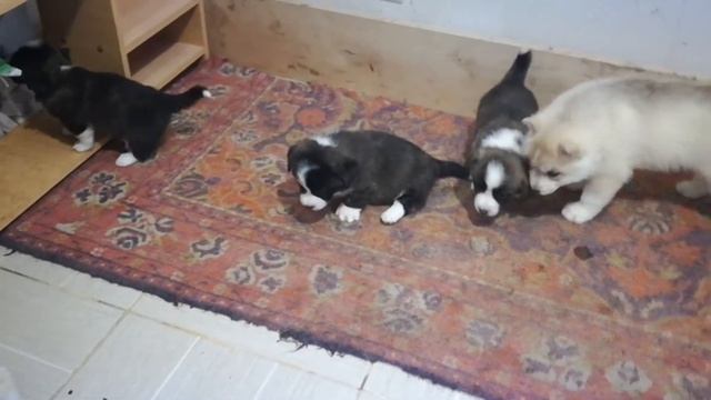 Щенки корги и хаски 5 недель питомник Айс Фэнтези смотреть онлайн