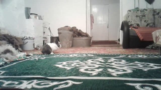 львиная головка кролик смотреть онлайн