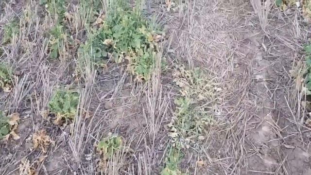 No - till 13.04.2020 . Оз.рапс . Состояние посевов после обработки глифосатом и евролайтингом смотреть онлайн