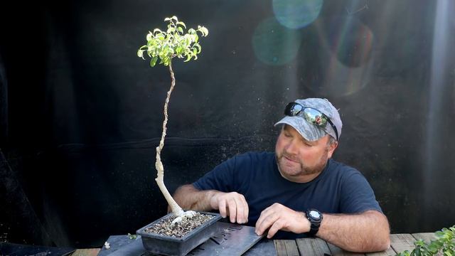 Bonsai J Styles a Troubled Ficus benjamina, The Bonsai Zone, Sep 2020 смотреть онлайн