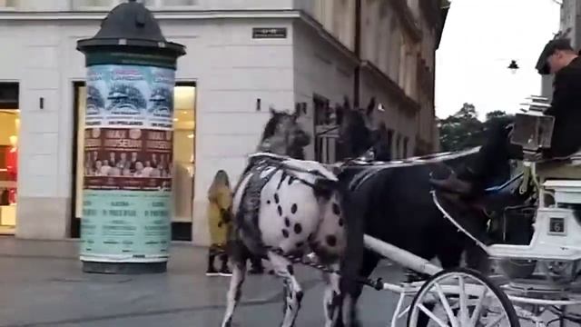 Обычное дело в Кракове - прокатиться в карете, запряжённой парой красивых лошадей смотреть онлайн