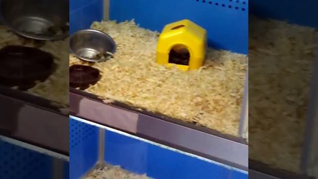 Г.Тирасполь зоомагазин "Зоолюкс" смотреть онлайн