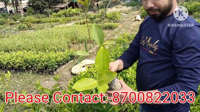 जमरूल फ्रूट प्लांट,Java Apple Plant Contact please:-8700822033 смотреть онлайн
