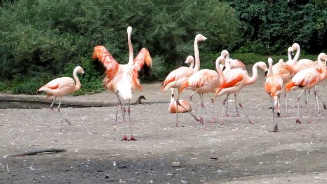 Фламинго в Пражском зоопарке смотреть онлайн