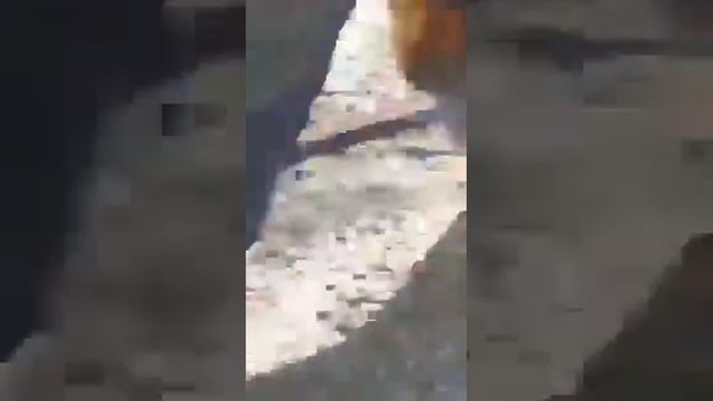 Секретные цветочные мирные путешествия