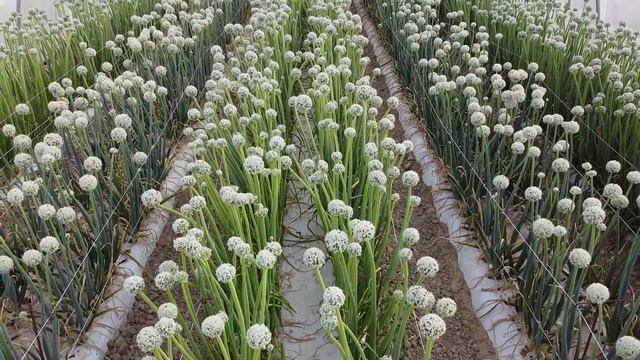 GreenHouse Hybrid Onion Seed Production